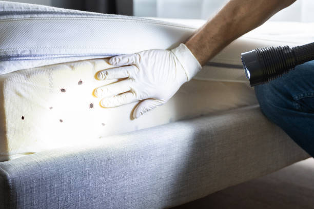 Best Wasp Removal Services  in Centerfield, UT