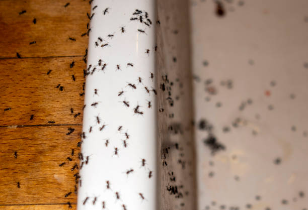 Best Exterminator Services  in Centerfield, UT